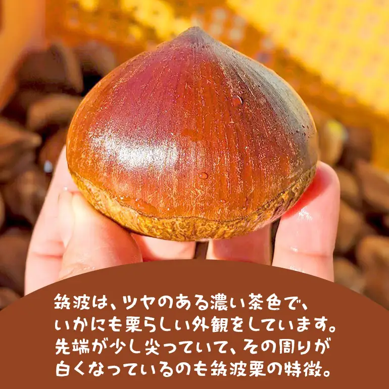 生栗 2kg 4Lサイズ 筑波 栗 クリ くり 茨城県 笠間市 JO-016
