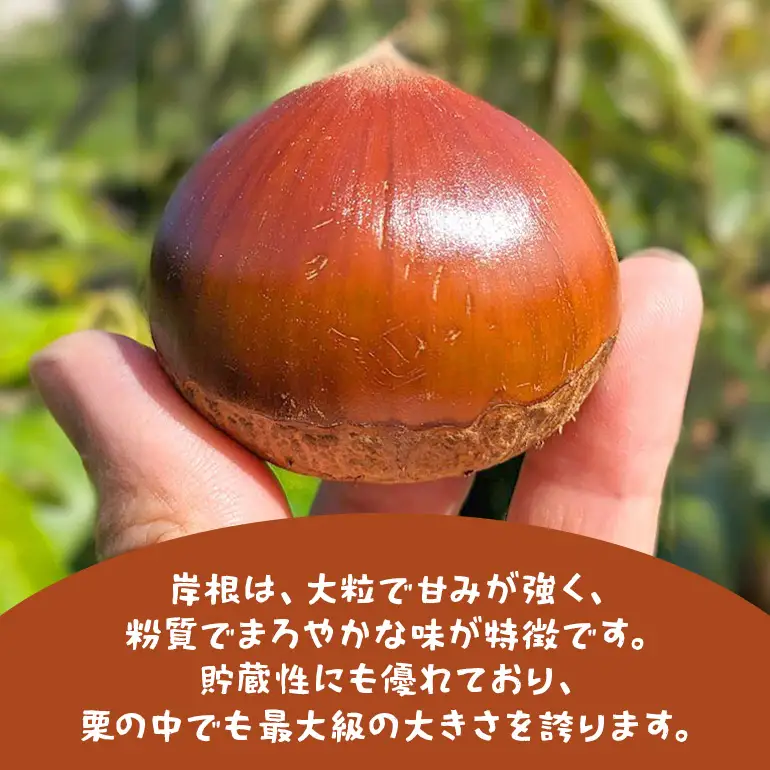 生栗 2kg 4Lサイズ 岸根 栗 クリ くり 茨城県 笠間市 JO-017