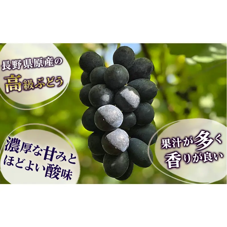 ナガノパープルぶどう種なし皮ごとナガノパープル【1房500g以上】【先行予約】