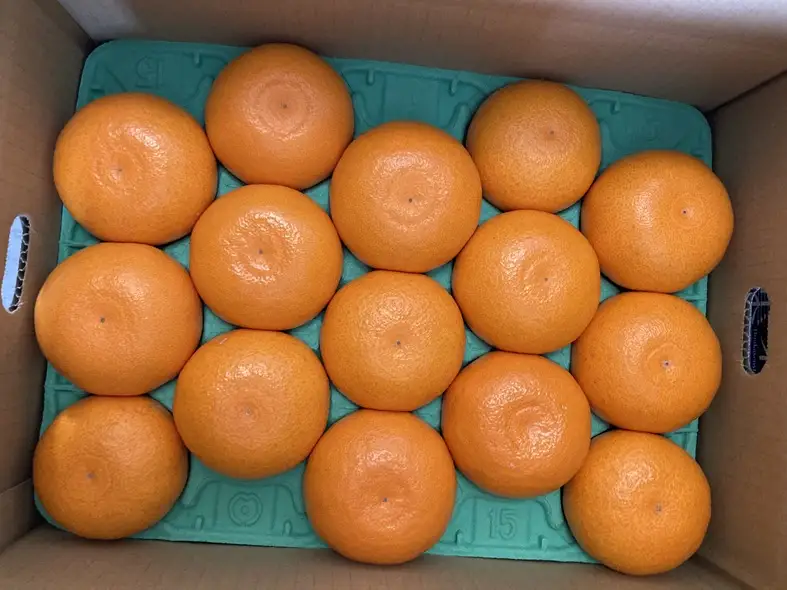 【2027年先行予約】みかん 愛媛県 せとか 3kg 優品 12～15個 レッスルファーム 【2027年1月中旬以降発送】 数量限定 おすすめ 美味しい おいしい グルメ フルーツ くだもの 愛媛県産 人気 柑橘 伊予市｜B258