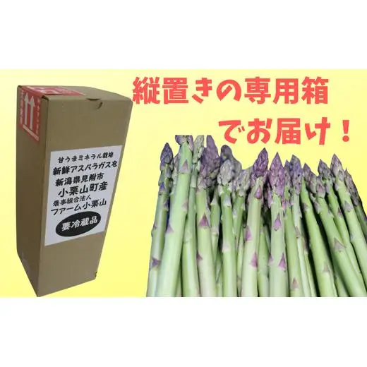 「給食にファームのアスパラ出る日は休めない！」と中学生に言われたアスパラガス　ちょい太編 1kg