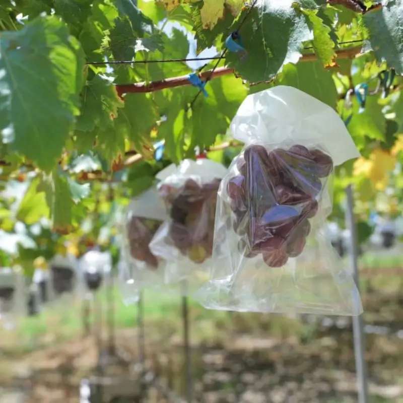 かつらぎ町産　ピオーネ　2房（約1.25kg）【2026年8月中旬～9月末ごろ順次発送】※日付指定不可 【ikd732A】