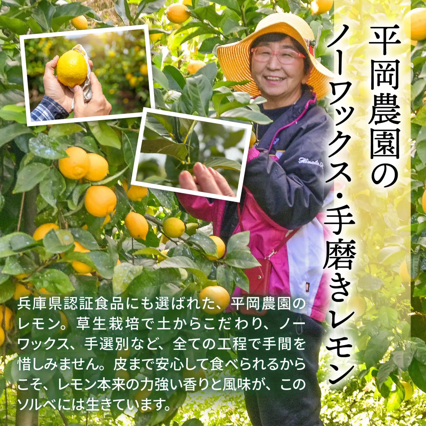 黄金 レモン ソルベ 4個 シャーベット （淡路島・平岡農園）  / シャーベット 