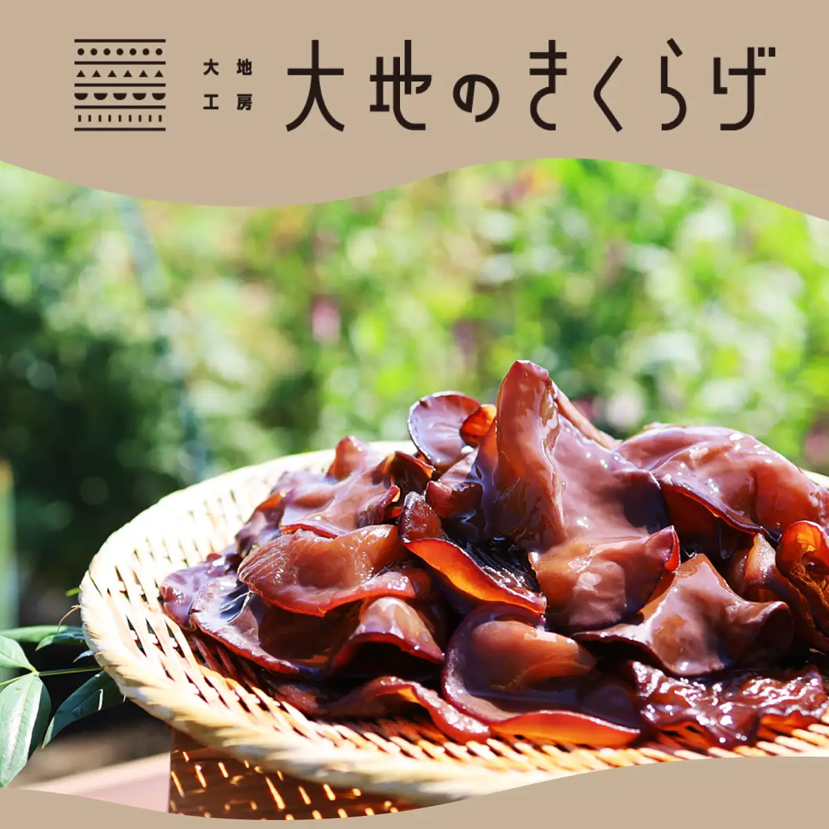 国産 生きくらげ 400g 大地のきくらげ