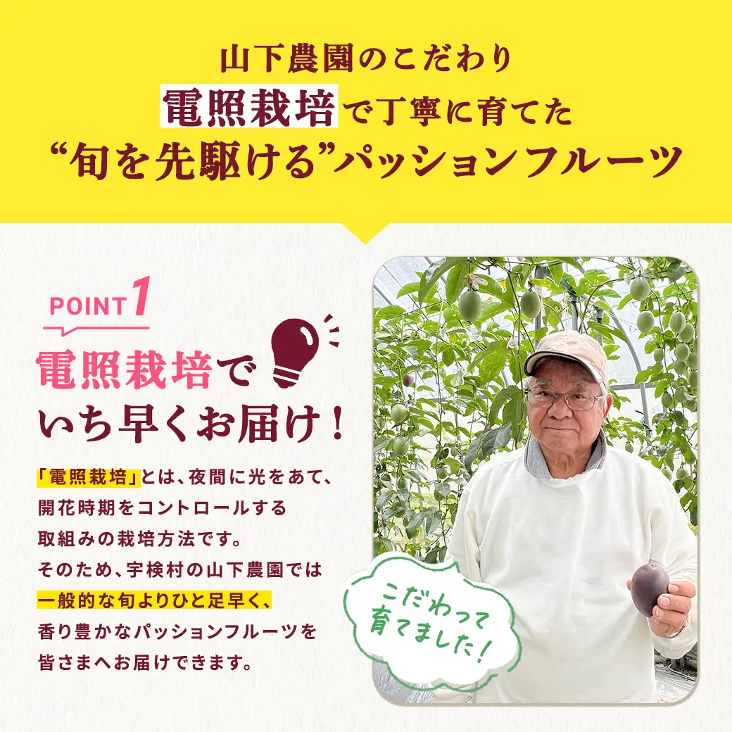 【2026年6～7月頃順次発送予定】パッションフルーツ 1箱（12個～15個入） 贈答用 鹿児島県産 国産 電照栽培 栽培期間中農薬不使用 奄美大島 宇検村 南国フルーツ 産地直送 デザート 特産品 旬 新物 ギフト
