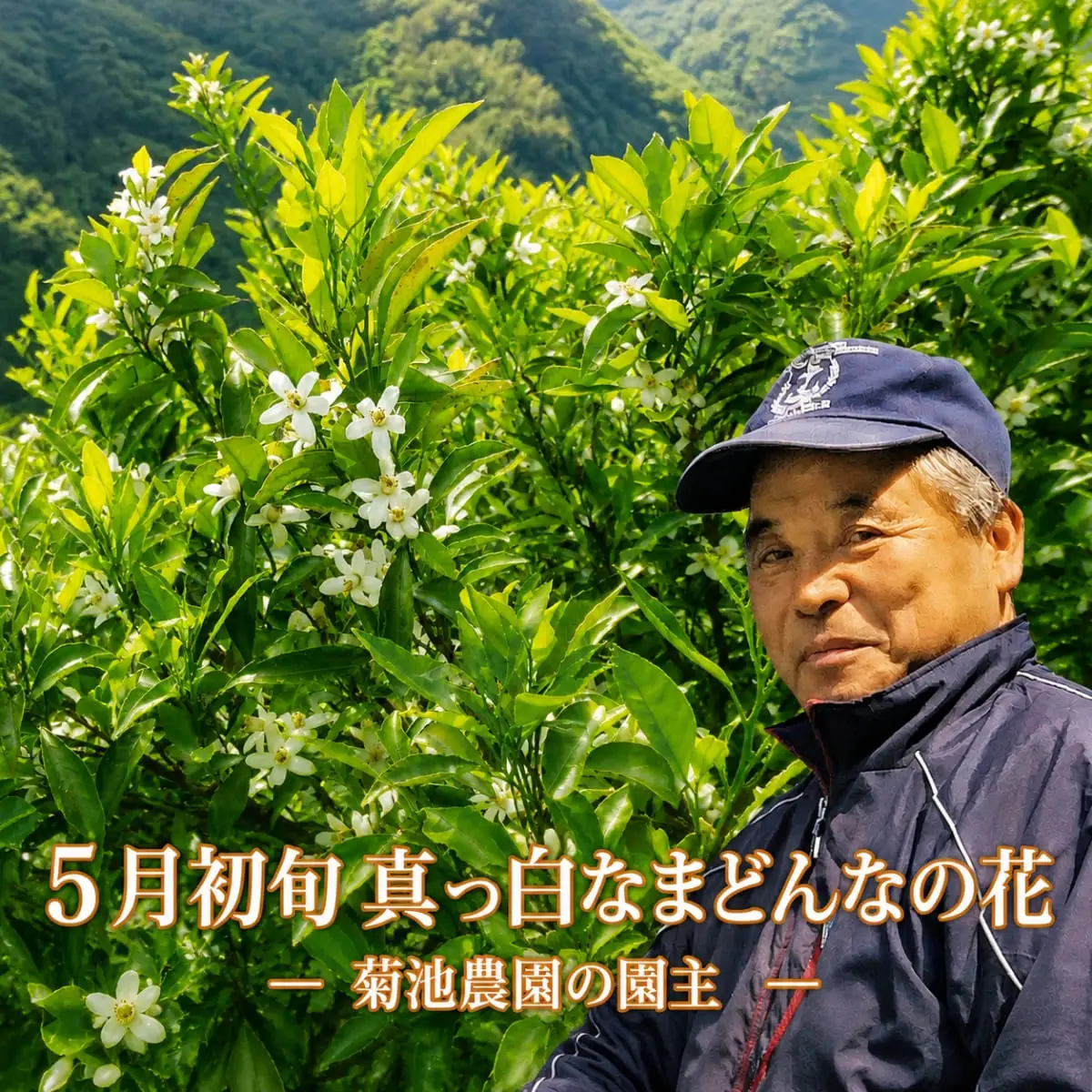 【先行受付】【JAS認証有機栽培】こんな柑橘初めてプルプル新食感「まどんな」約3kg【D39-25】【1044609】 YWTF012