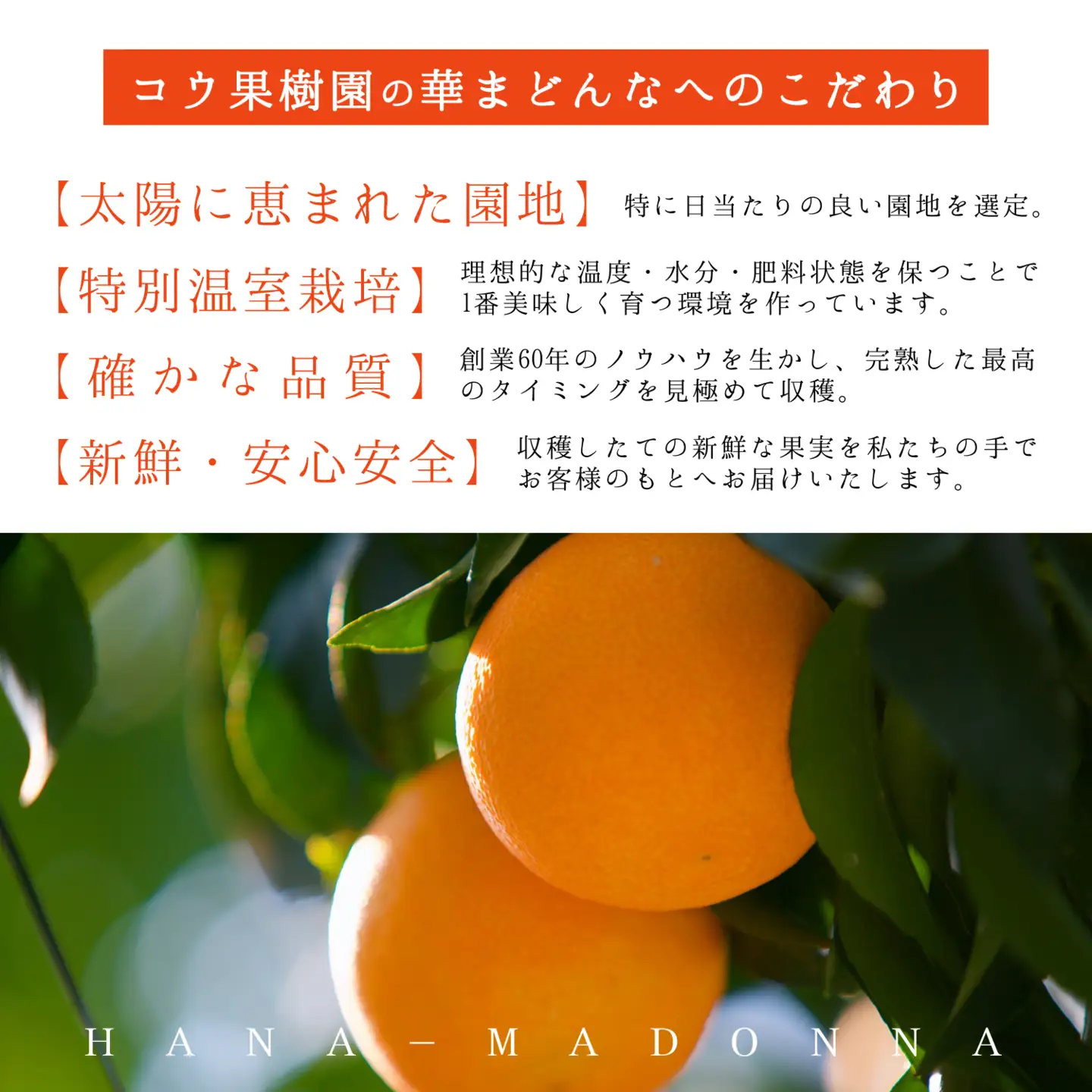 【先行受付】コウ果樹園「華まどんな」3kg【D33-22】【1051536】 YWTG008