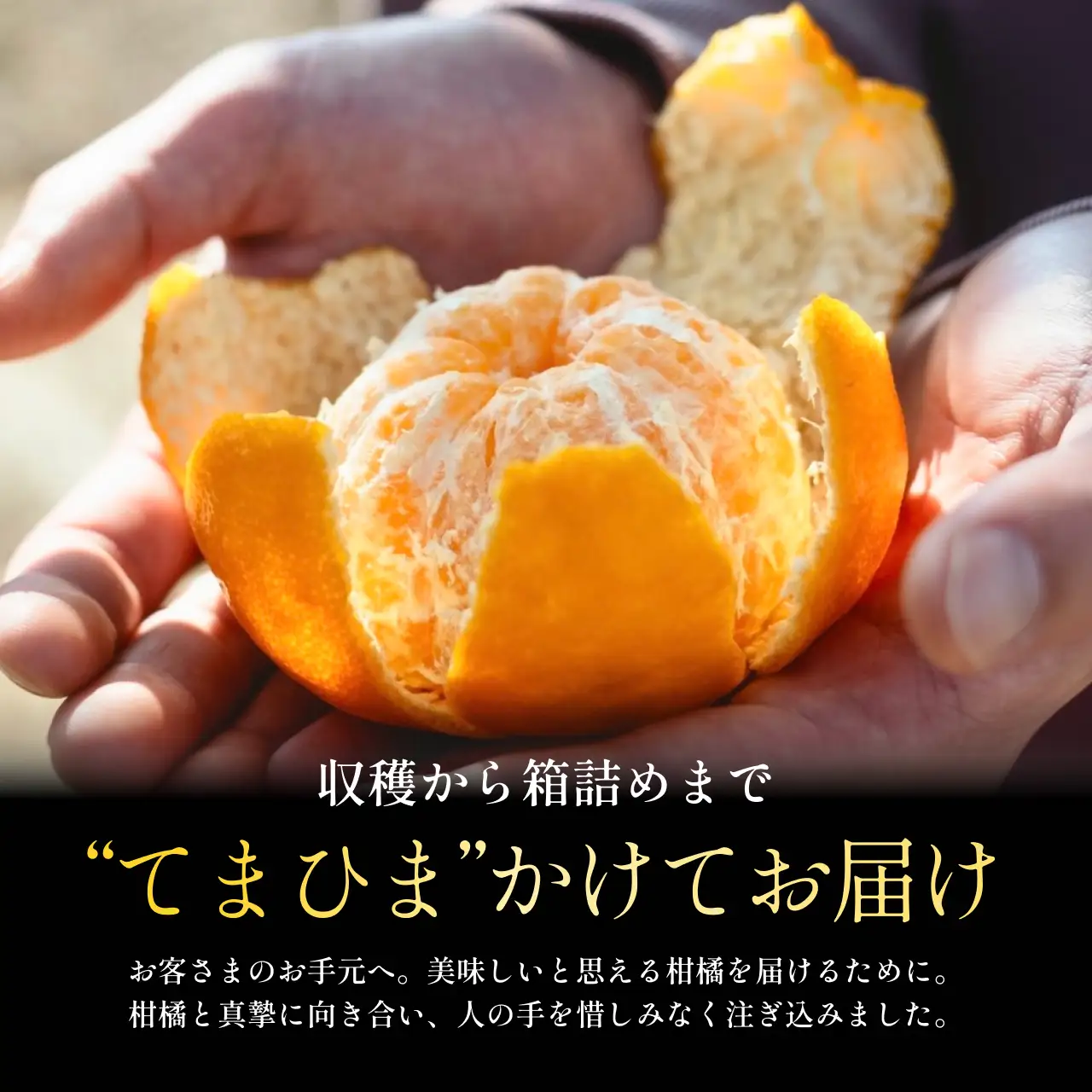 【先行受付】【産地直送】五代目が厳選したポンカン 3kg 愛媛県産【C70-64】【1614988】 YWTK064