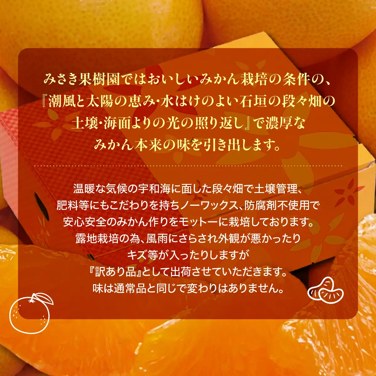 【先行受付】【訳あり君】みさき果樹園のえひめ西宇和のみかん10kg2S～L混合【D21-17】YWTBC003