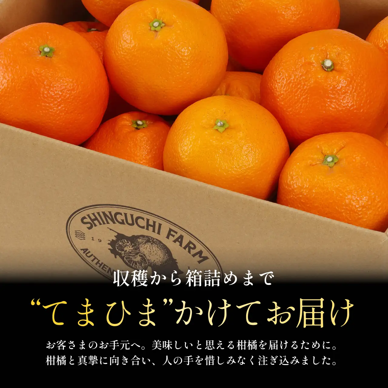【先行受付】五代目が厳選した【伊予柑5kg】【愛媛県】【C70-95】【1671260】 YWTK094