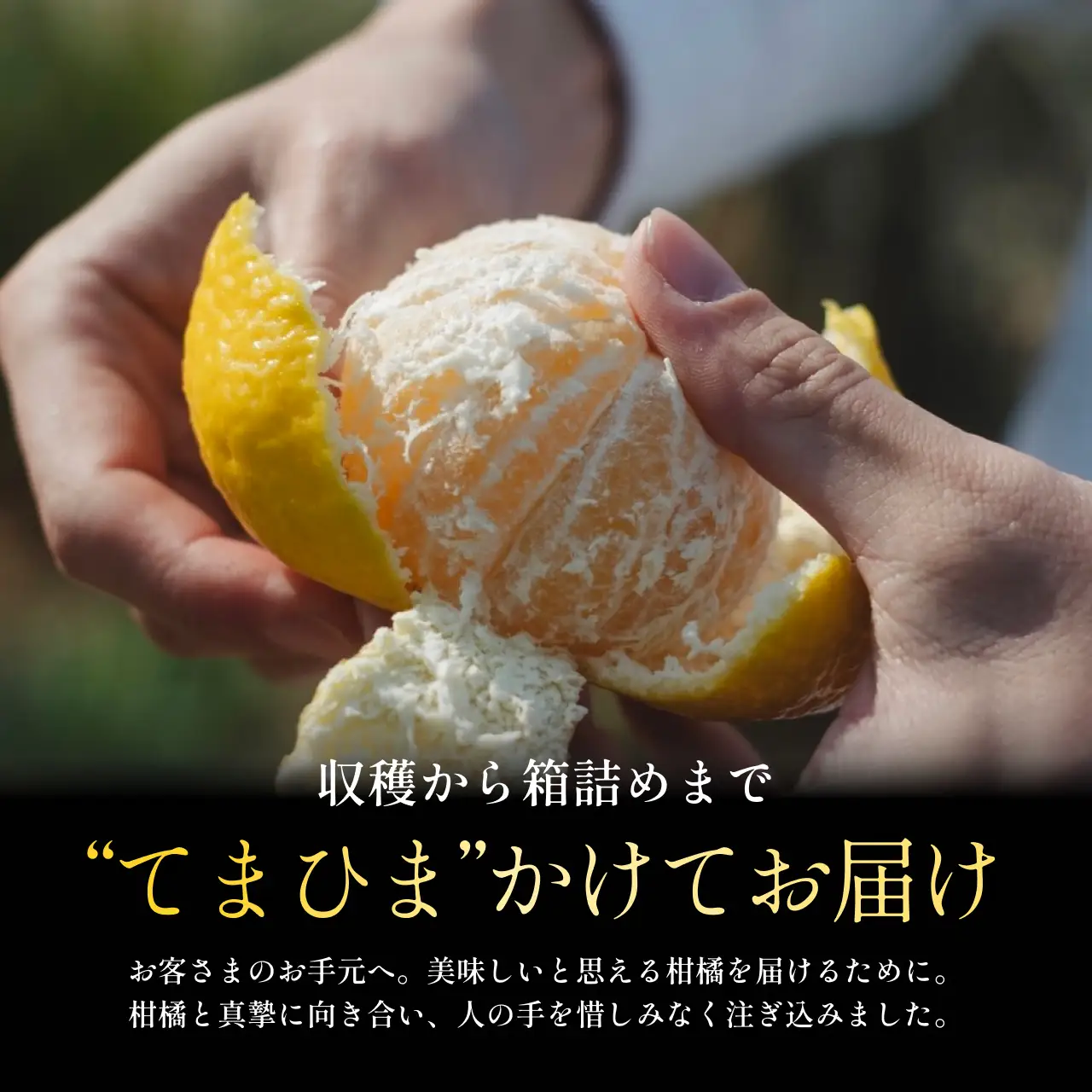 【先行受付】老舗農家が見極めたプレミアム【媛小春10kg】 愛媛県新品種【H70-119】【1683937】 YWTK118