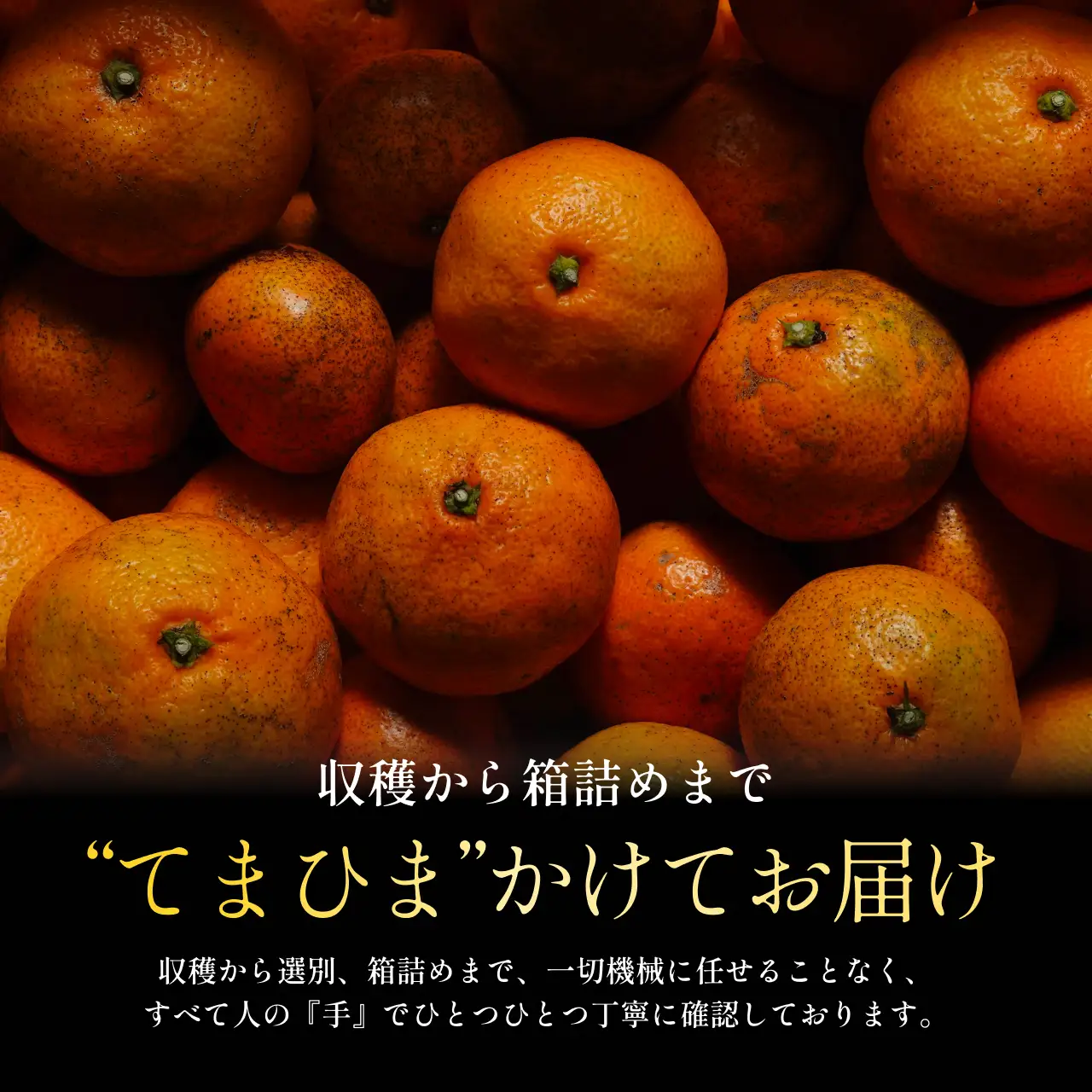 【先行受付】【訳ありだけど美味しさそのまま】愛媛みかん 11kg 愛媛県産【C70-136】【1686736】 YWTK135
