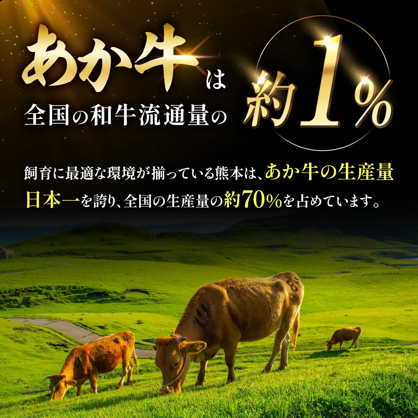熊本和牛あか牛缶詰 計6個セット(ビーフシチュー×3，和風角煮×3) / あか牛 牛肉 缶詰 ビーフシチュー 角煮 熊本 菊陽 ローリングストック 備蓄 常温 長期保存 詰め合わせ 【有限会社 三協畜産】[BHAS104]