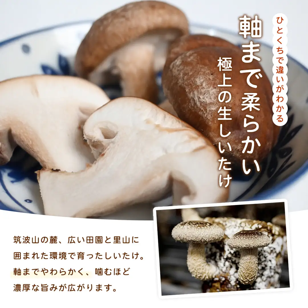 産地直送！軸まで美味しい『軸王しいたけ』特大サイズ 約500g (約10〜12個)