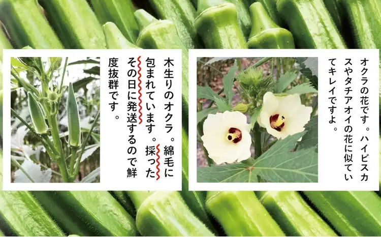 トロッとおいしいオクラ＜80本、約1000g＞　80P3206【ひない渡辺農園しどけ村】
