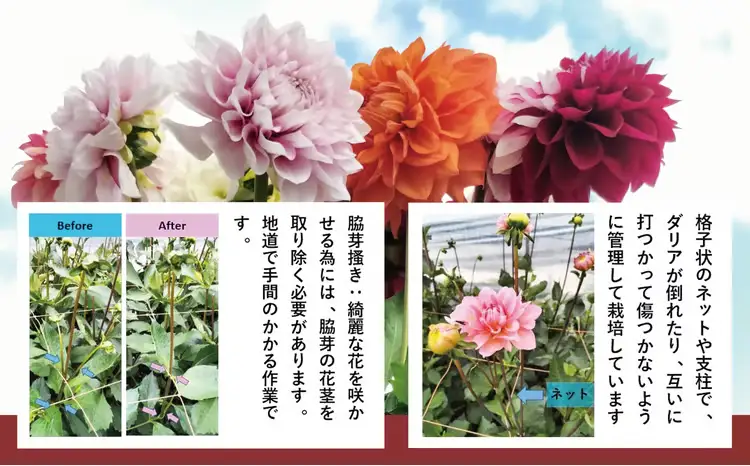 新鮮！綺麗！秋田のダリア〈5本〉　45P7805【ひない渡辺農園しどけ村】