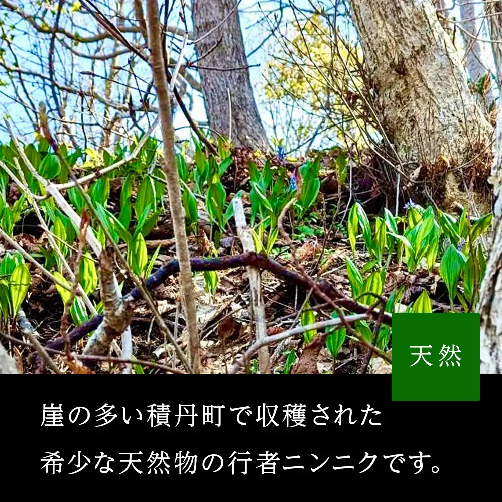 天然物！！ 積丹産 行者ニンニク 醤油漬け 150g×2 アイヌネギ 山菜 積丹 北海道 天然 カムイ ギョウジャ 瓶