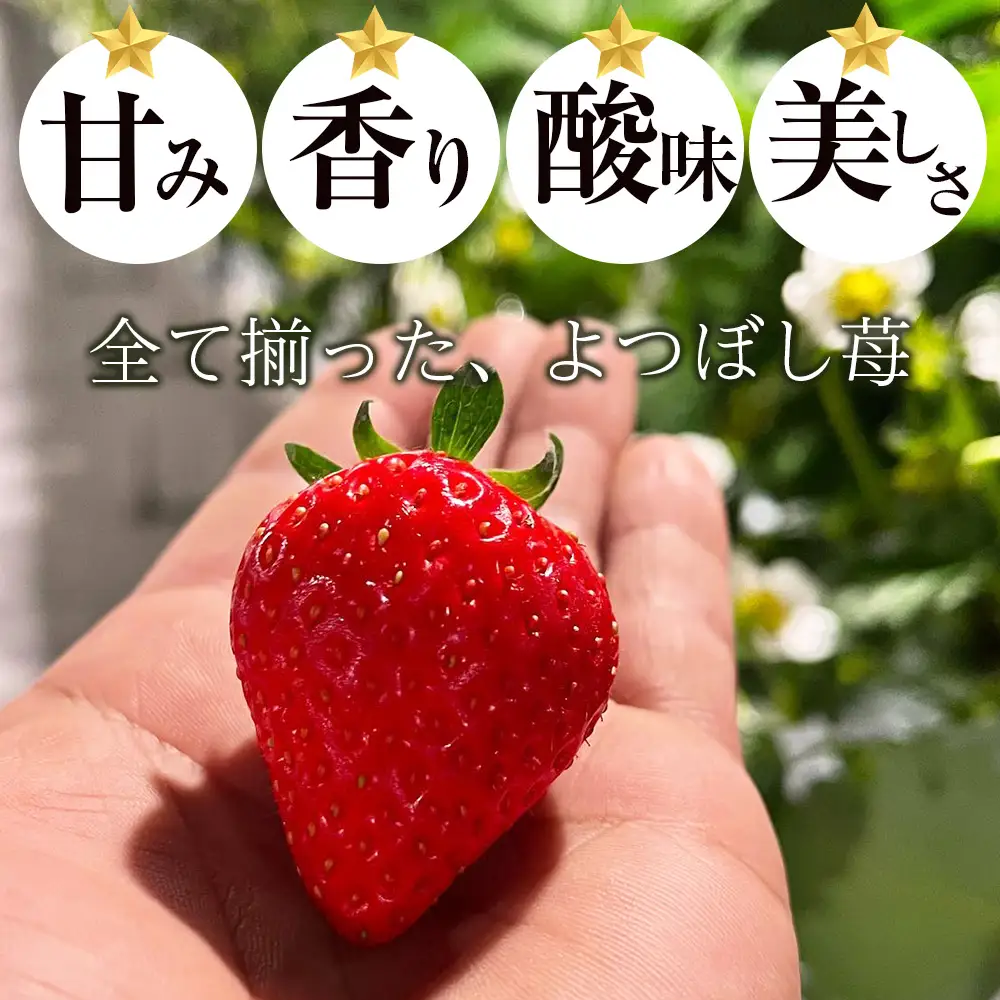 【2027年2月下旬以降発送】北海道産 完熟よつぼし苺(約250g×2パック)