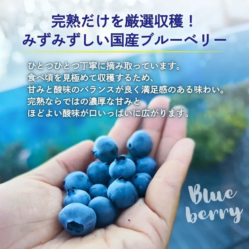 国産 生ブルーベリー 500g (125g×4パック) 品種おまかせ 