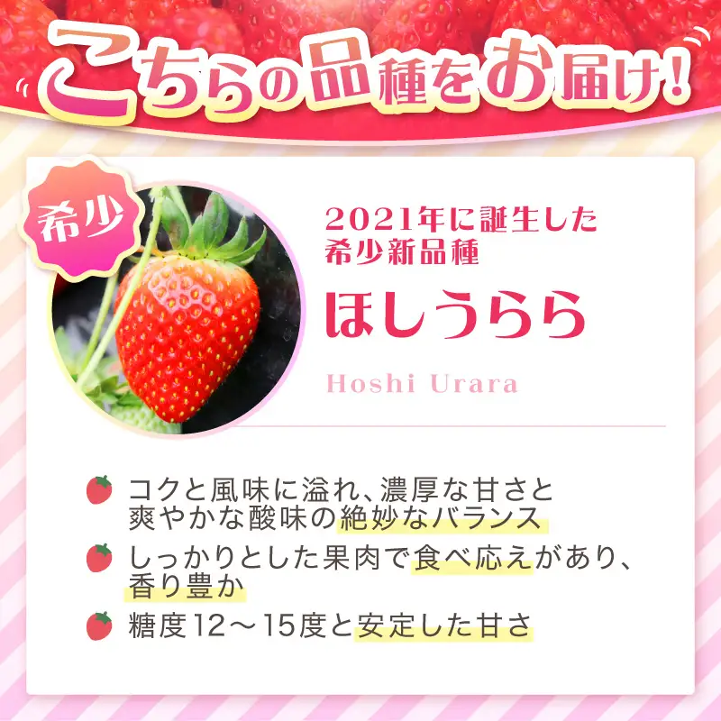 【2027年1月～5月発送予定】【糖度12〜15度の希少品種】いちご  ほしうらら 約600g（約300g×2パック×1箱）4ヶ月定期便【配送不可地域：北海道・沖縄・離島】【121B-002-2027】