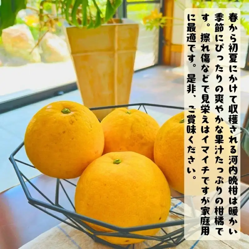  爽快 柑橘 有田 育ちの爽やか 河内晩柑 （ ご家庭用 わけあり ）3kg+200g(補償分) / 晩柑 宇和ゴールド ジューシーオレンジ 愛南ゴールド ナダオレンジ 天草晩柑 夏文旦 和歌山 ※北海道・沖縄・その他離島地域は発送不可 ※2026年4月上旬～５月下旬に順次発送【ard026-c-3)】