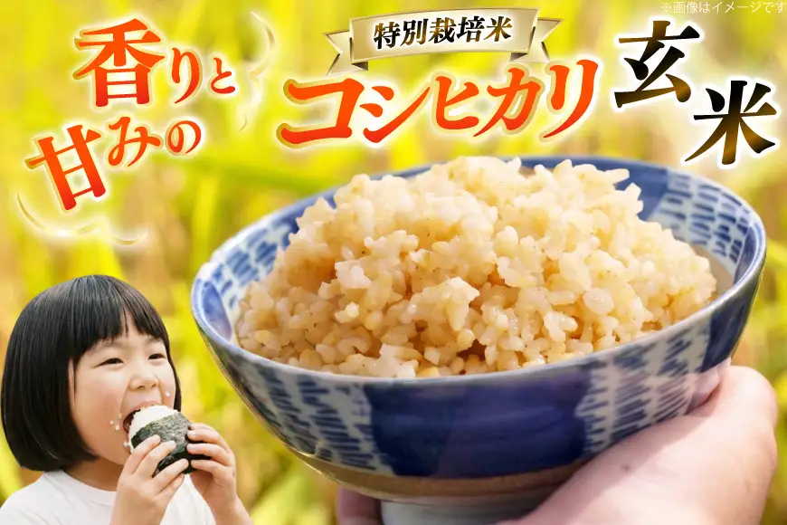 米 令和8年産 特別栽培米 コシヒカリ 5kg 玄米