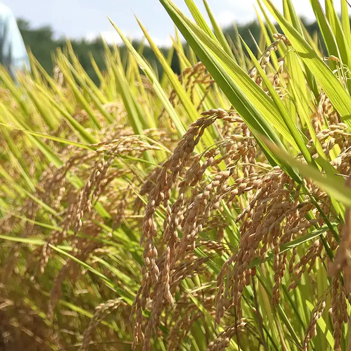 信州麻績産 はぜかけ米 数量限定 期間限定 5kg 自然乾燥 コシヒカリ 5kg 長野県 信州 麻績村 麻績