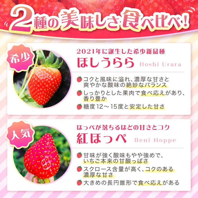 【2027年1月～5月発送予定】希少品種 ほしうらら と 紅ほっぺ の食べ比べセット 約600g（約300g×各種1パック×1箱）5ヶ月定期便【配送不可地域：北海道・沖縄・離島】【121B-009-2027】
