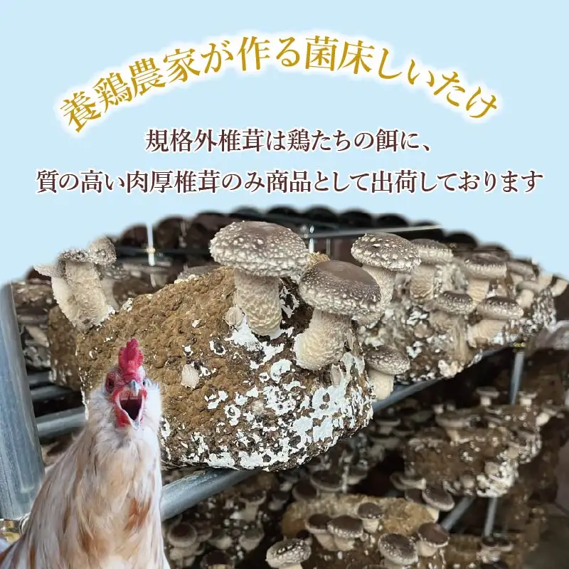 しいたけ 400g 椎茸 先行予約 シイタケ 菌床椎茸 きのこ 静岡 下田 伊豆 養鶏 farm1987