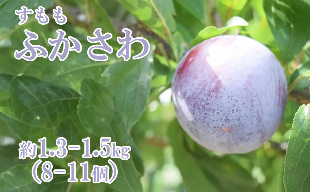 【2026年発送分】【フルーツ定期便】シャインマスカット 約２kg (３～４房)＆【糖度16度以上】すもも『ふかさわ』約1.3〜1.5kg（8〜11個）＆ラ・フランス 約1.5kg（3～5玉）　シャイン マスカット ぶどう ブドウ 葡萄 李 スモモ 洋なし 洋梨 洋ナシ フルーツ 果物 くだもの 山梨 やまなし 富士川町