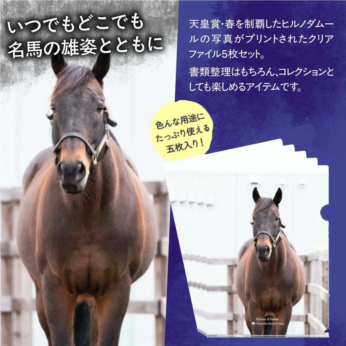 【ヒルノダムール】クリアファイル 写真5枚入り BRTV303