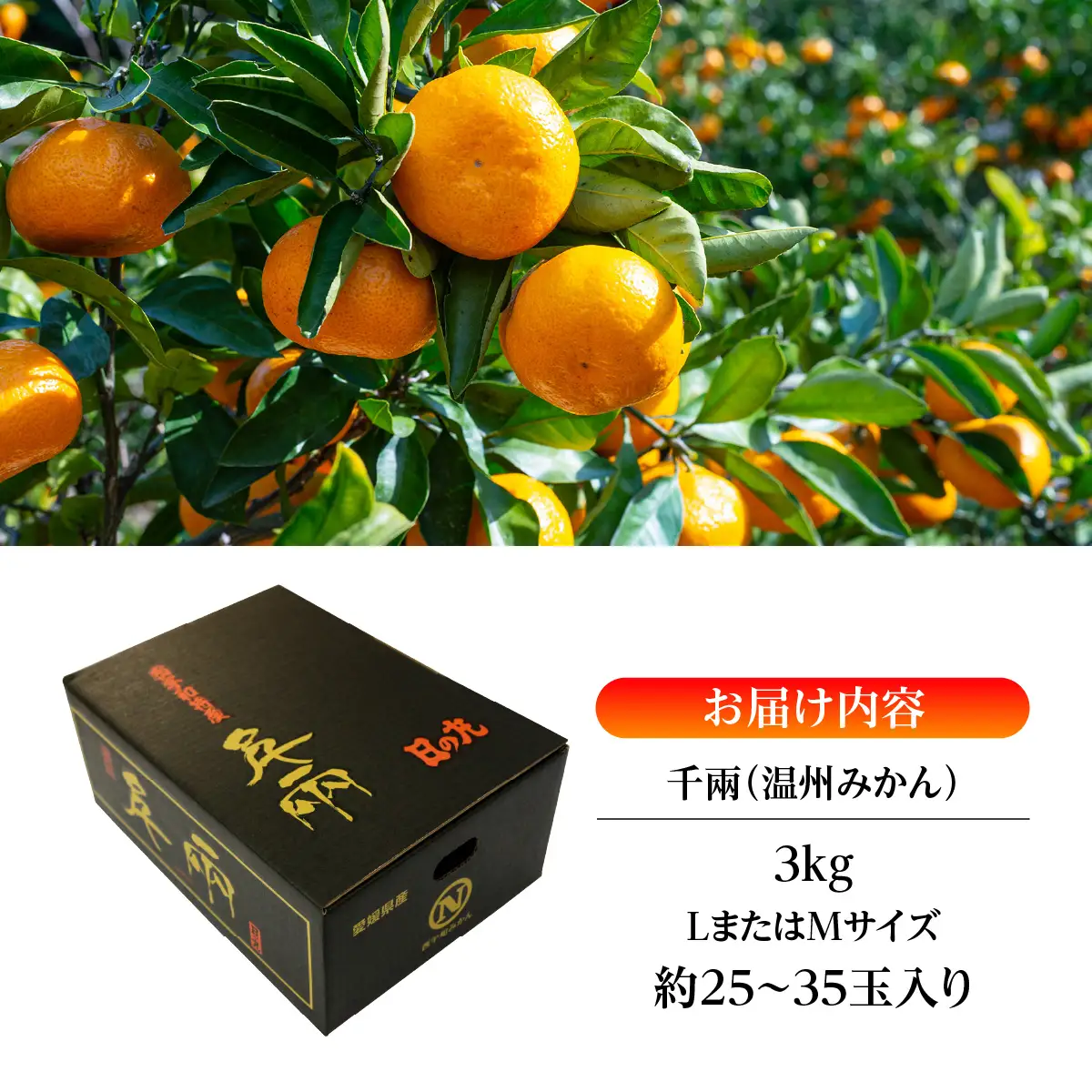 【先行受付】日の丸みかん「千兩」3kg　約25～35個/LまたはMサイズ/光センサー使用【C79-6】【1452029】YWTC006