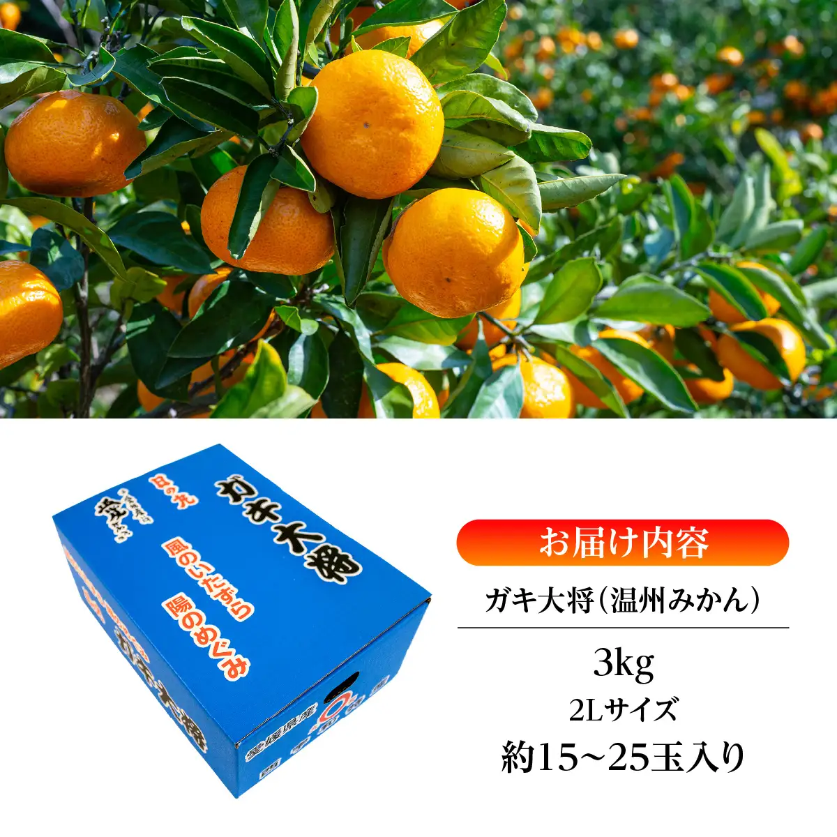 【先行受付】果汁しっかり自然の恵み!「ガキ大将」3kg(大玉サイズ)日の丸みかん/ご家庭用【C79-11】【1452034】YWTC011