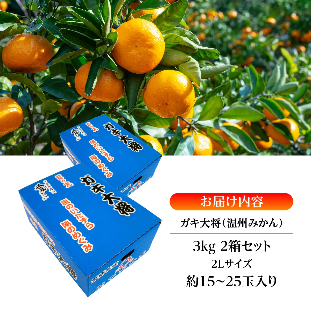 【先行受付】自然の恵み!「ガキ大将」3kg(大玉サイズ)日の丸みかん/2箱セット/ご家庭用【C79-12】【1452035】YWTC012