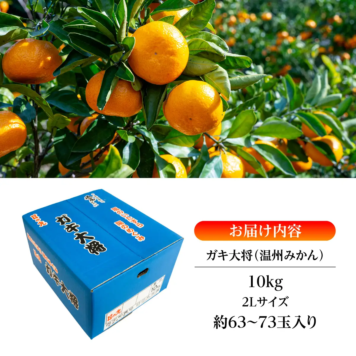 【先行受付】果汁しっかり自然の恵み!「ガキ大将」10kg(大玉サイズ)日の丸みかん/ご家庭用【D79-13】【1452036】YWTC013