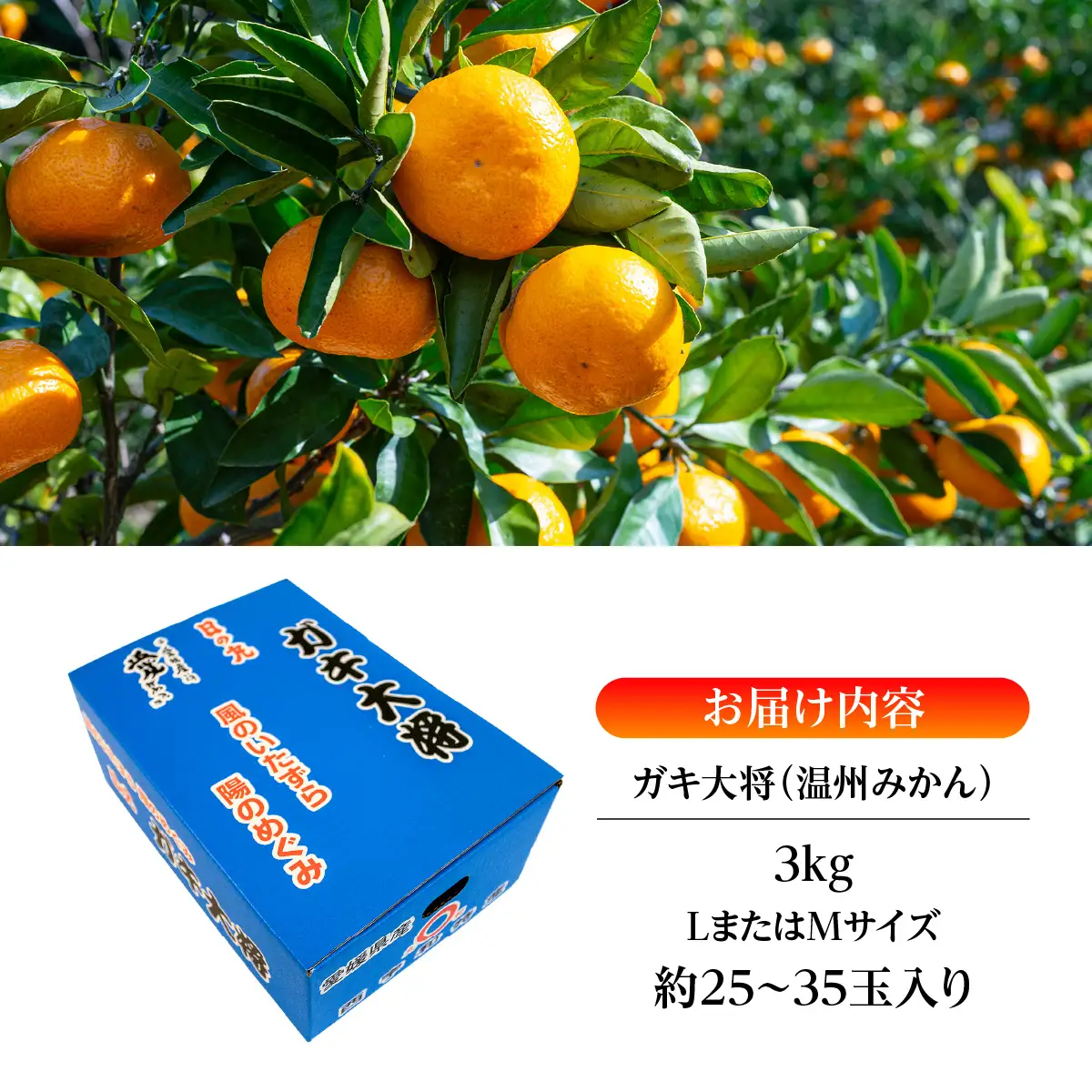 【先行受付】果汁しっかり自然の恵み!「ガキ大将」3kg(L/Mサイズ)/日の丸みかん/ご家庭用【C79-14】【1452037】YWTC014