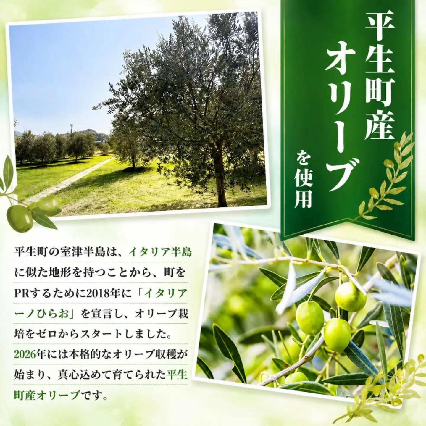 さっぱり バジル オイル 1 個