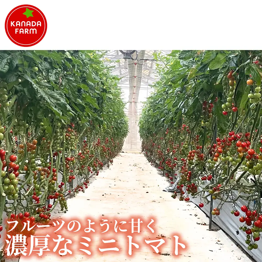 《先行予約》【お得に味わえる家庭用】訳ありフルーツミニトマト1㎏ 1セット 野菜 規格外 お買い得 自宅用 たっぷり まとめ買い 大容量 新鮮 旬 食材 お取り寄せ 愛知県 豊橋市