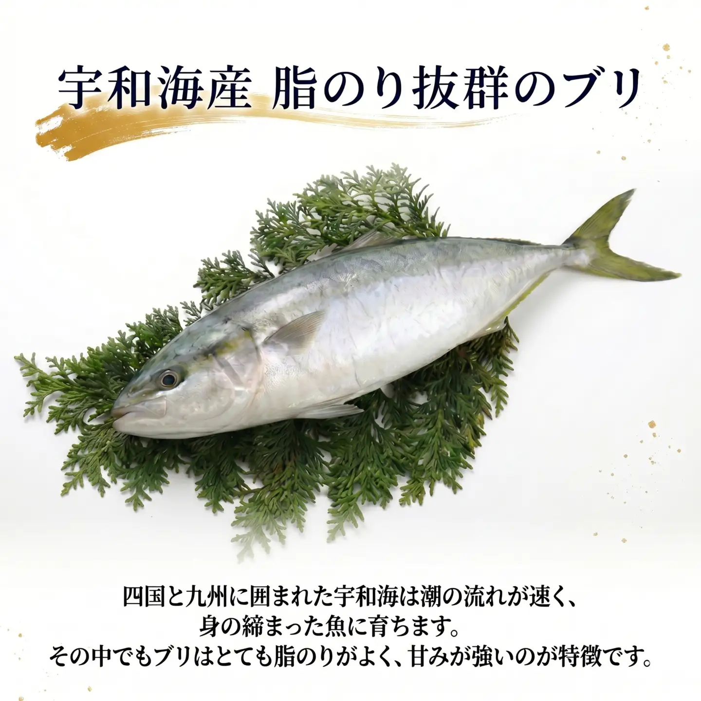 【鰤】ブリ1.5kgこもねっとブリ│D030-008019