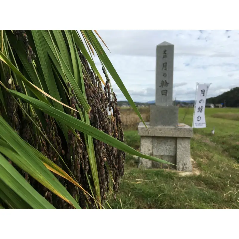 稲作発祥の地。未来へつなぐ「月の輪田・清水戸」の保全と魅力発信に関する活動支援 1口 50,000円【返礼品なし】 京都府 京丹後市 地域応援 地域支援 活動応援 活動支援 京都 丹後 返礼品なし
