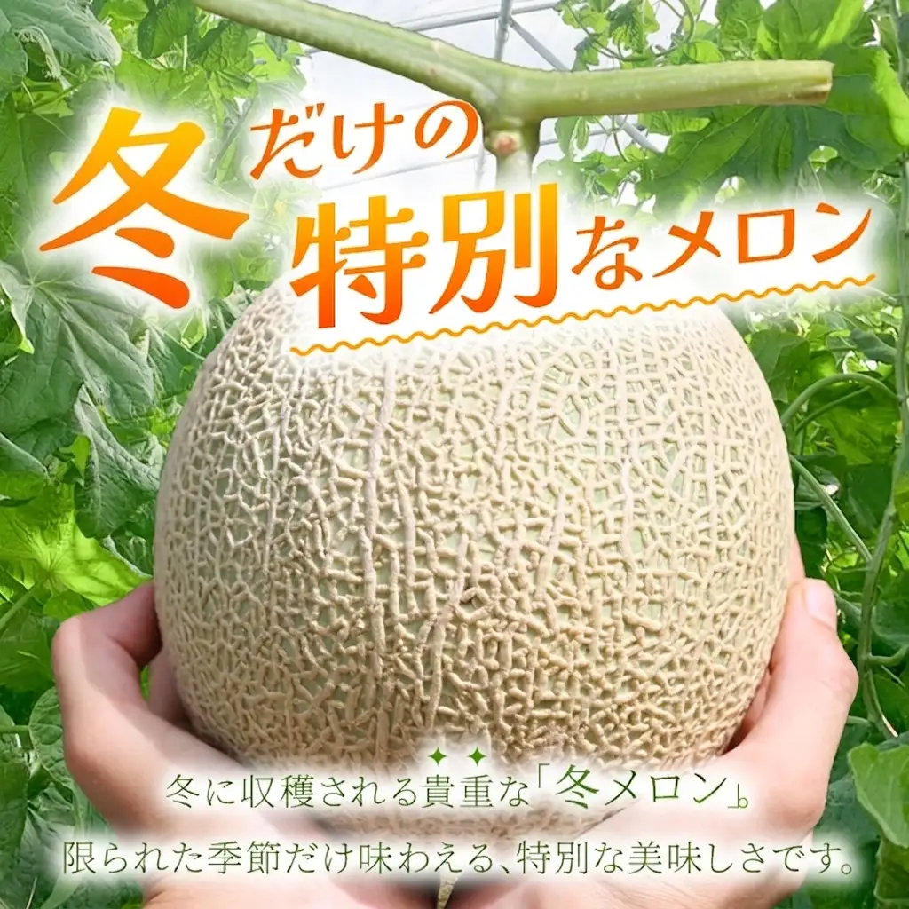 【2026年冬先行予約】宮古島産赤肉冬メロン 大玉1玉（2kg以上）【ブルータートルファーム】（DC014）