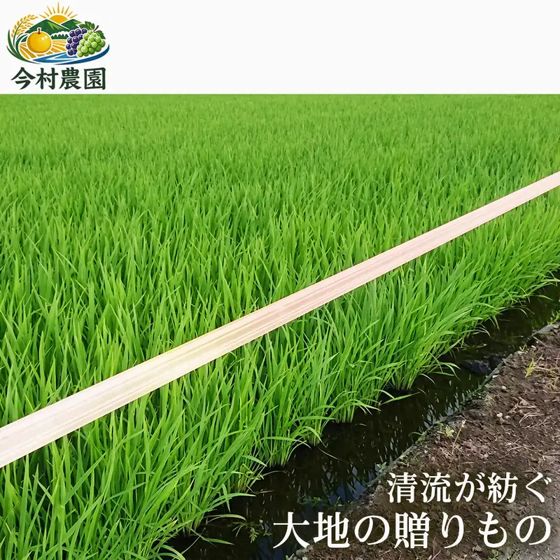 くまさんの輝き ブランド米 熊本県産 くまさんの輝き【5kg】【定期便2ヶ月】