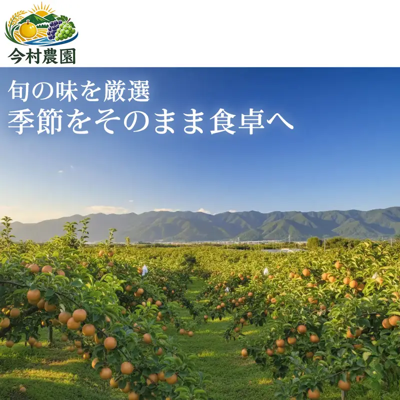 梨 あきづき 熊本県産 フルーツ 梨【10〜15個 約5kg】
