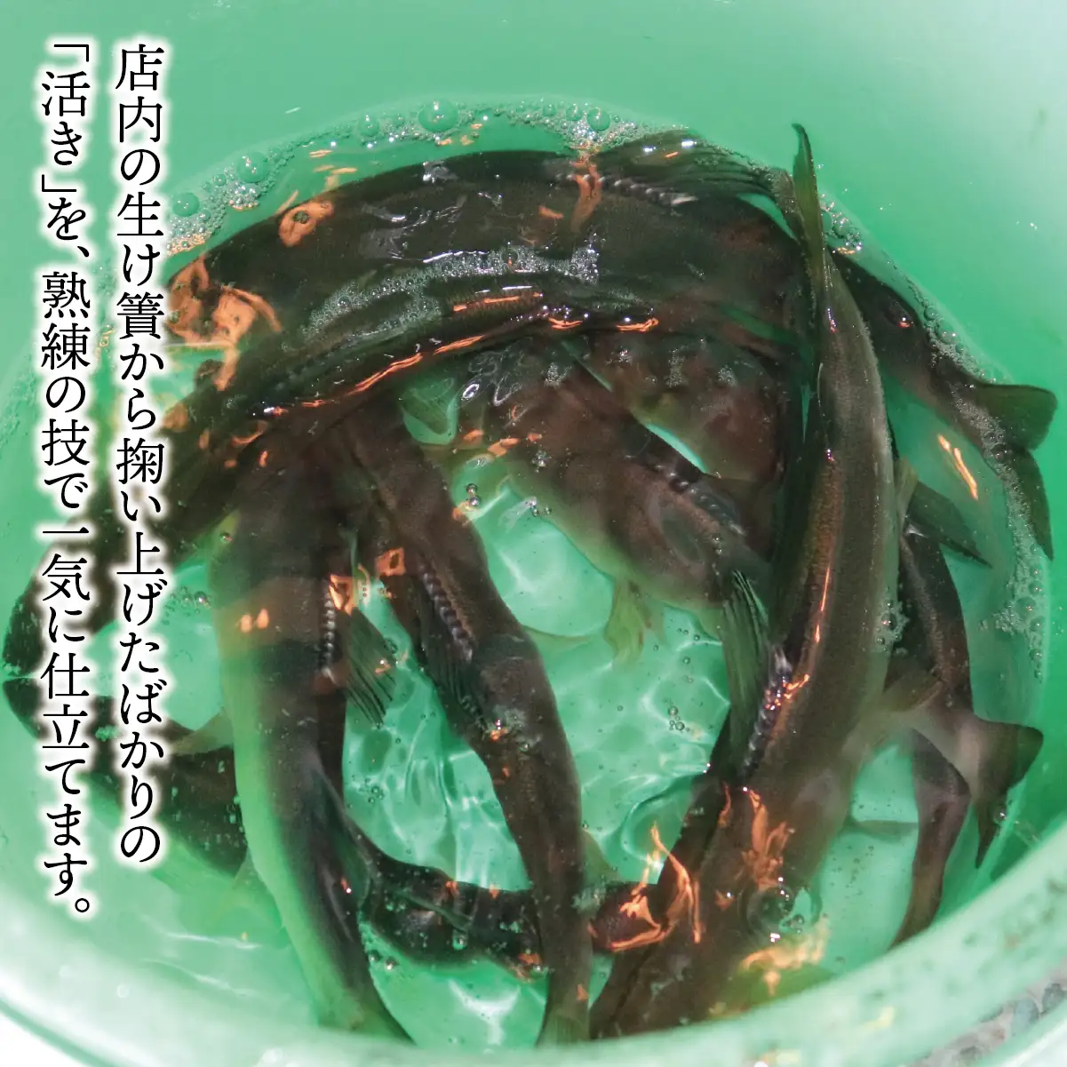 【期間限定】【岐阜県産】 活あゆ会席 お食事券（１名様分）｜岐阜 鮎 食事券 お造り 刺身 塩焼き 雑炊 フルコース 夏 隠れ家 グルメ 生け簀 ギフト プレゼント いのしし亭 桐山荘