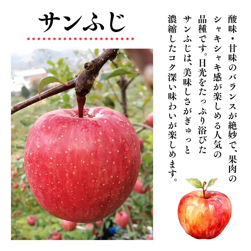 りんご 贈答用 サンふじ 約2kg 青森県平川市産 りんご