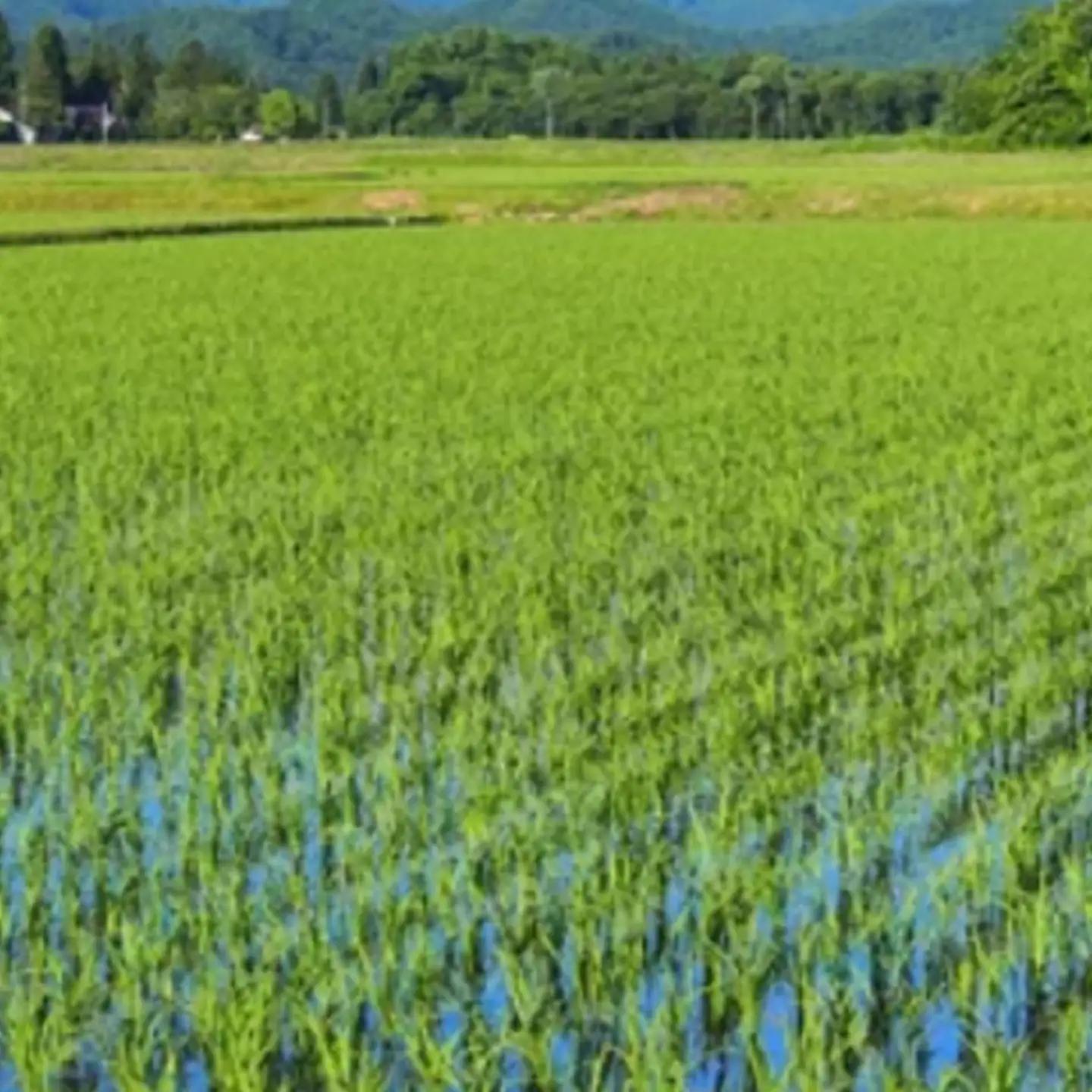 米 令和7年産 コシヒカリ 10kg 米