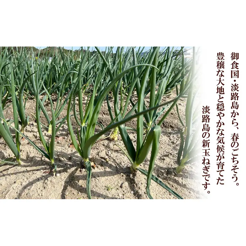 淡路島産新玉ねぎ　3kg 兵庫県 洲本市 淡路島