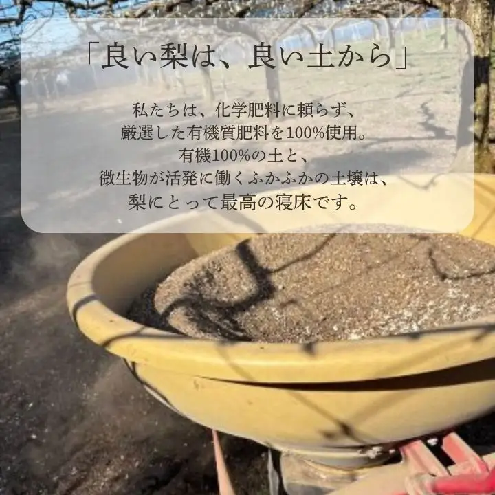 船橋のなし 幸水 5kg（大金園）