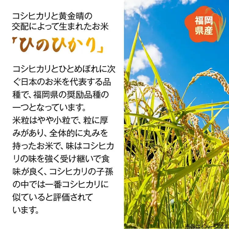 【令和7年産】 福岡県 大木町産 ヒノヒカリ 5kg　BC01-1