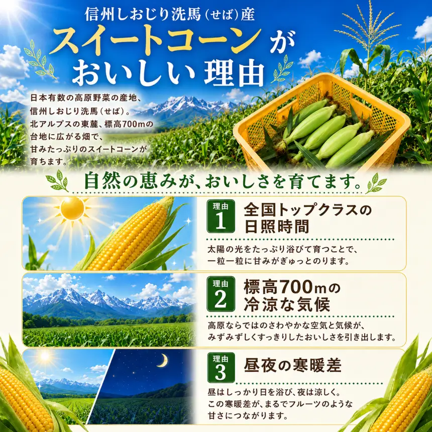 極甘スイートコーン 訳あり M規格18本 約5kg （高原野菜の名産地　信州しおじり洗馬産）【7月末～8月中旬にかけて順次発送予定】